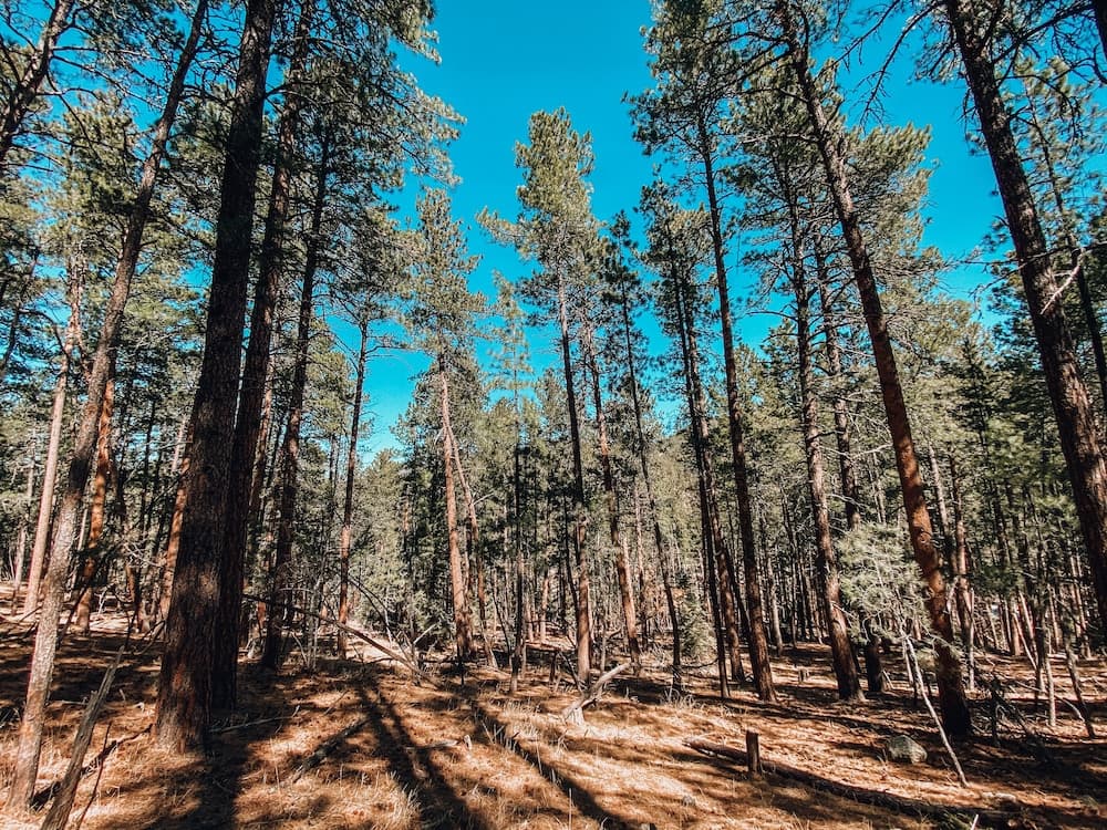 Starlight Camp Mount Rushmore