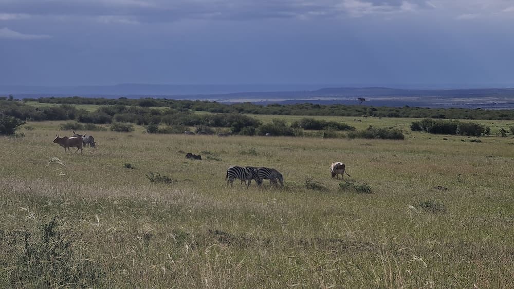 Amanya Sunset Star Bed Masai Mara