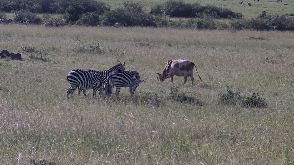 Amanya Sunset Star Bed Masai Mara