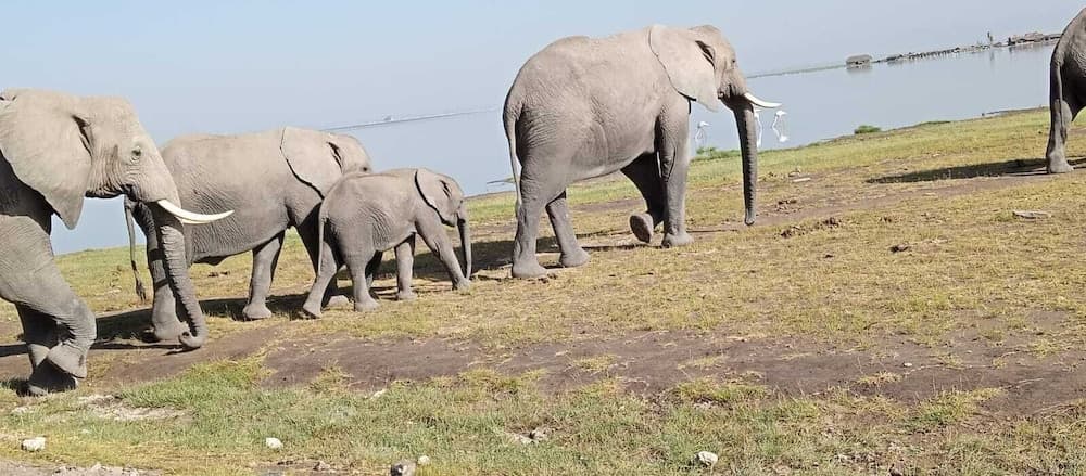 Amanya Moon Star Bed Amboseli National Park