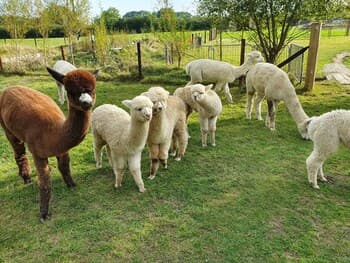 Double Decker Bus on an Alpaca Farm Sleeps 8