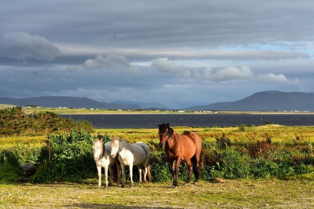 Nature Retreat - Sleeps 4 & Wild Ponies