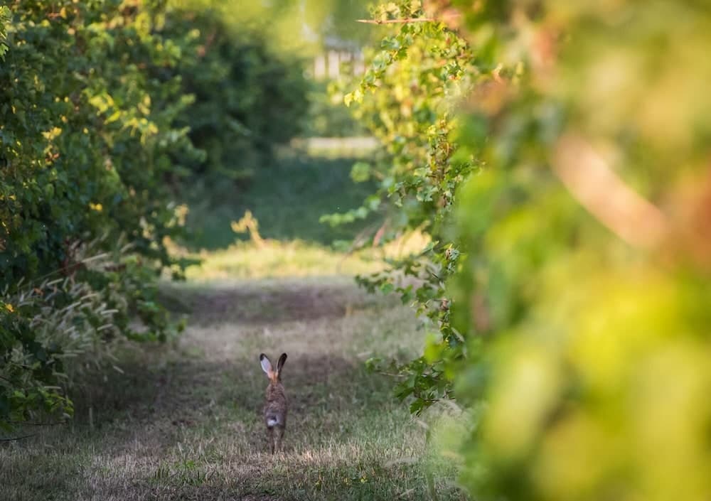 Vigneti Apartment With two Bedrooms and one Bathroom on the Second Floor Apartment 5