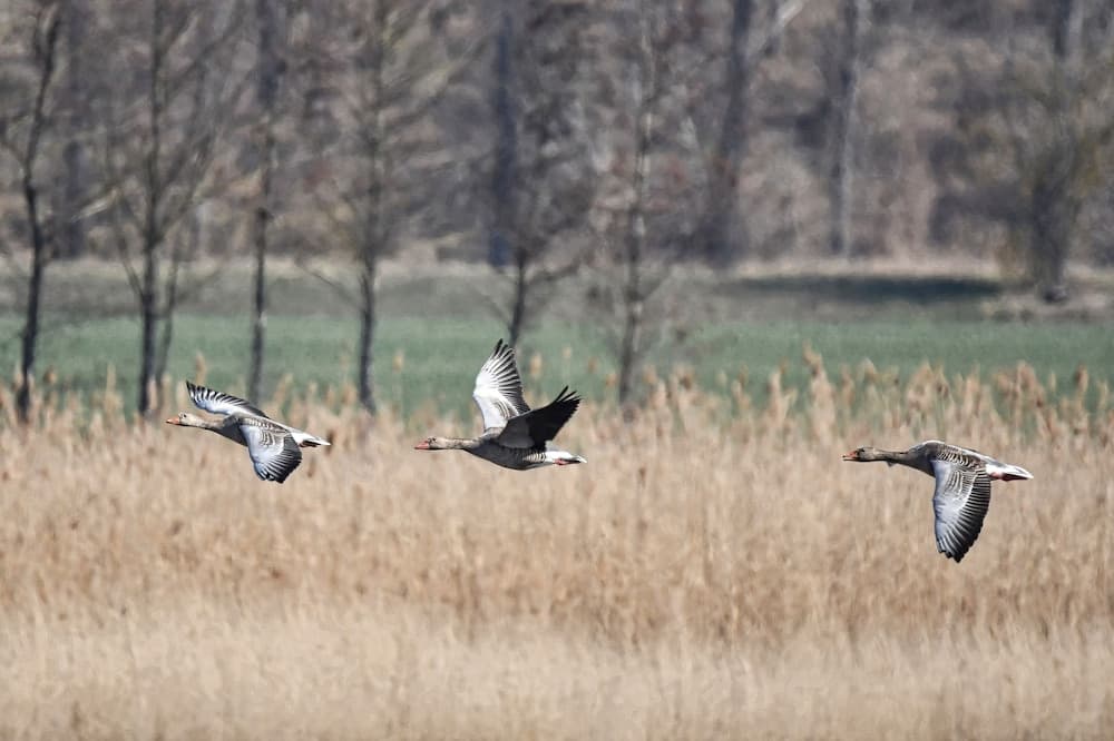 Come to This House to Stay for Holidays