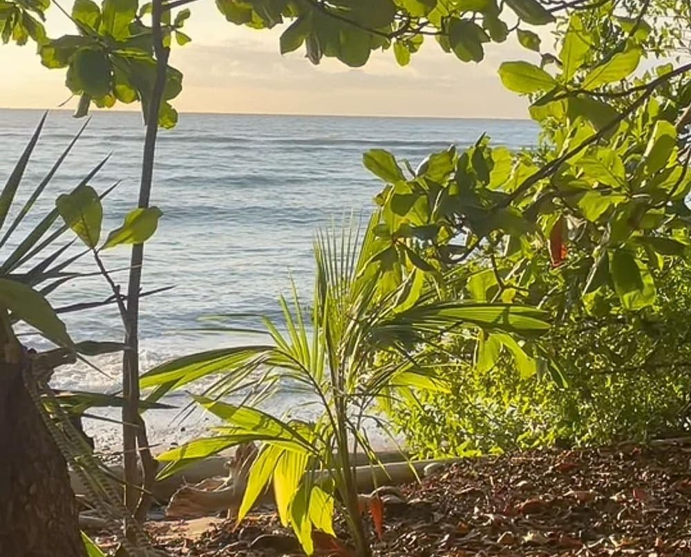 Surrounded By Trees In Front Of The Sea