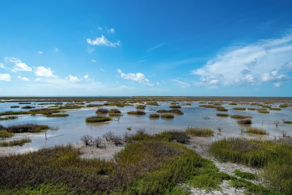 Birds on the Bay by Miss Kitty’s