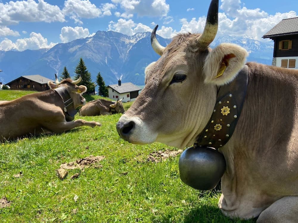 Mitenand Attika Bettmeralp