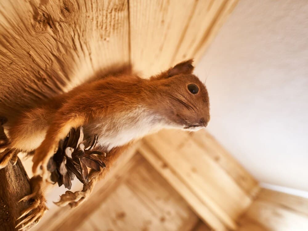 Le ner Leutasch in Leutasch