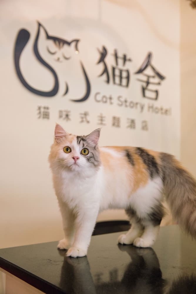 Cat Story Hotel