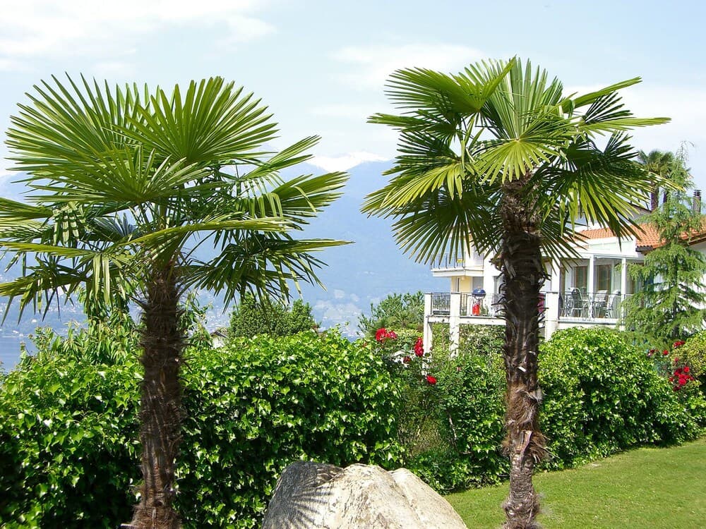 Miralago Gambarogno in Gambarogno