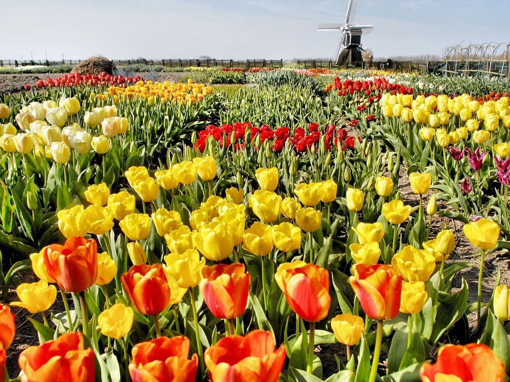 Stern Comfort Noordwijk