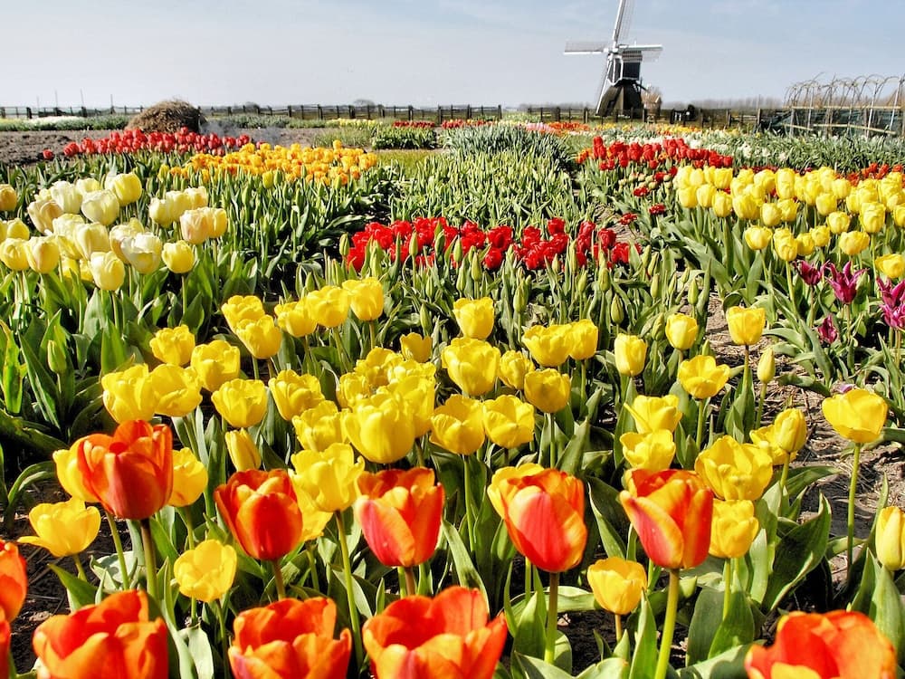 de Witte Raaf Noordwijk