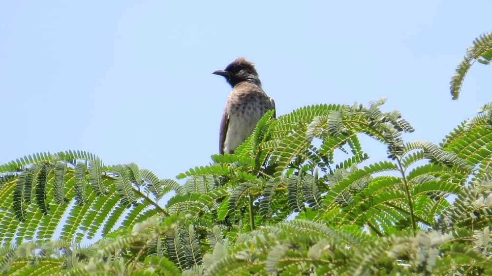 Thiiri Cultural center
