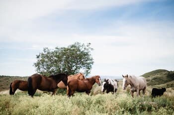 Estancia Acuarela del Rio