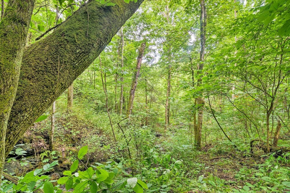 Private Pet-friendly Castlewood Cabin, Pond Views!