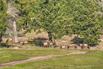 Brookings Vacation Rental Lodge on 88 Acres!