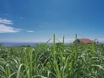 House in Rural and Sunny Area