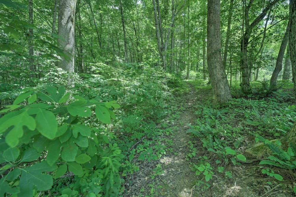 Private Fire Pit & Creek: Bryson City Retreat!