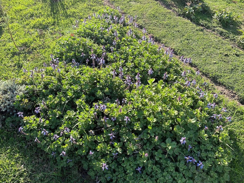 Whistlewood Guest House  Walmer