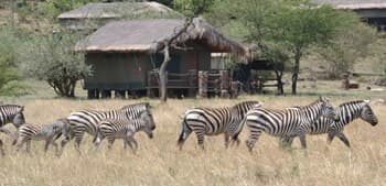 Grumeti Migration Camp