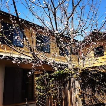 Guest House Kamakura Zen-ji - Hostel