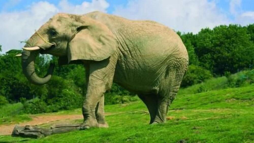 Bear Lodge - Glamping