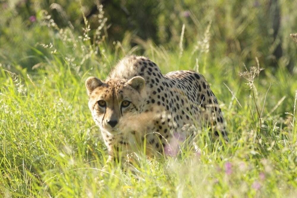 Bear Lodge - Glamping