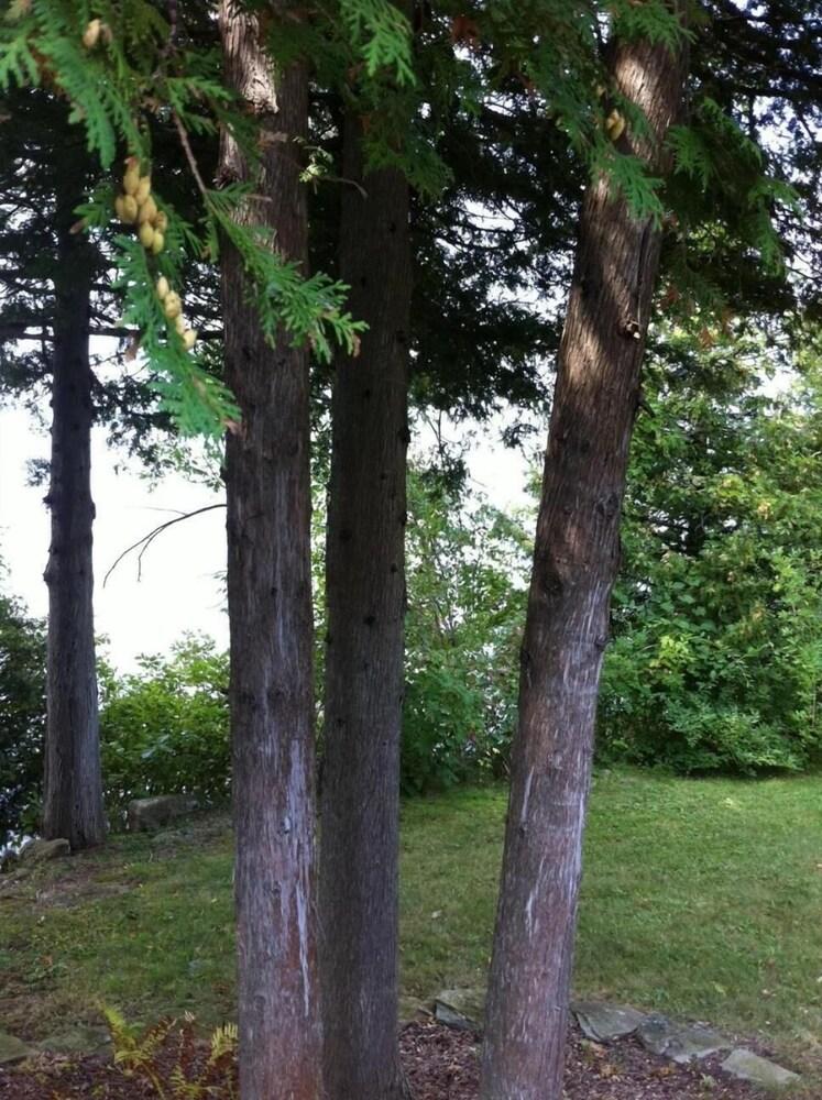 Seymour Point Cottage