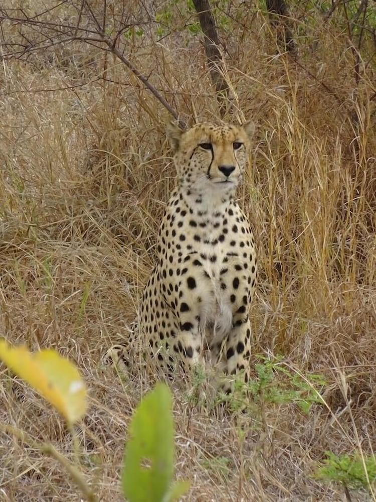 Wild Olive Tree Camp