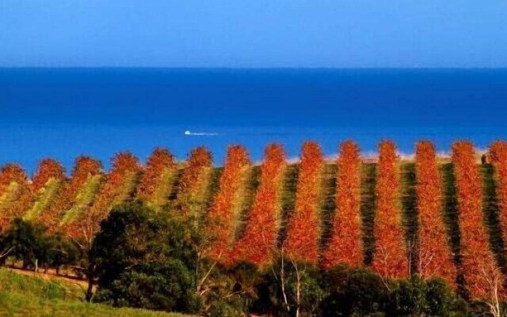 McLaren Vale Backpackers