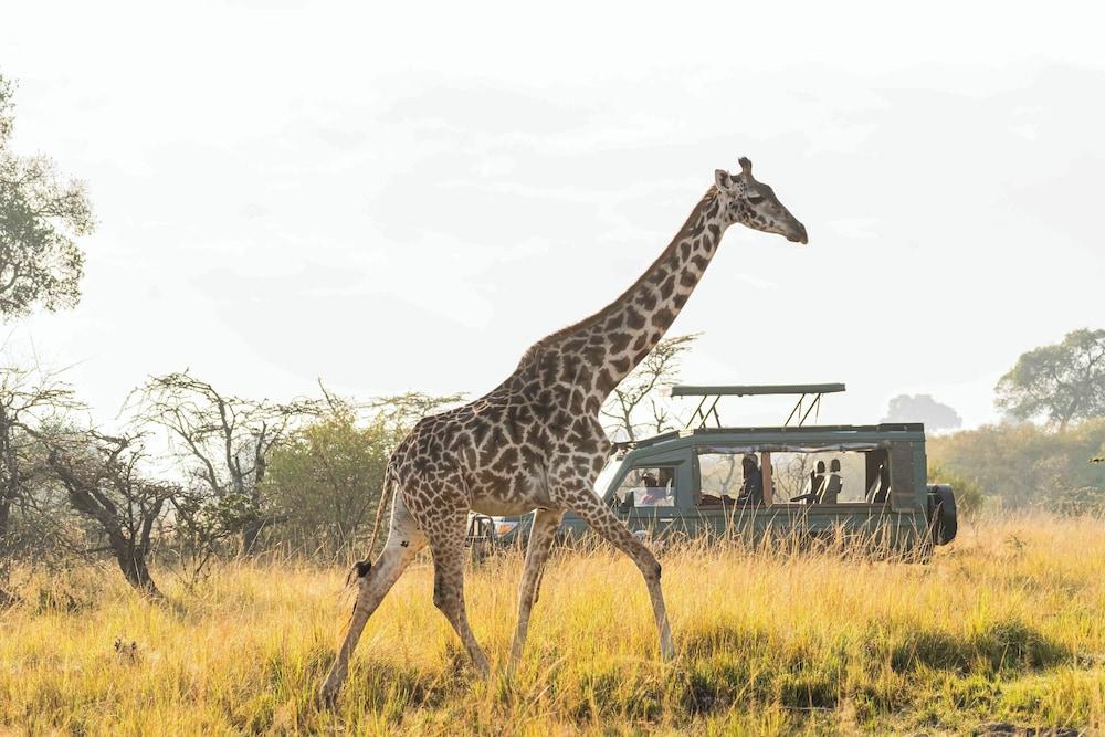 Royal Mara Safari Lodge