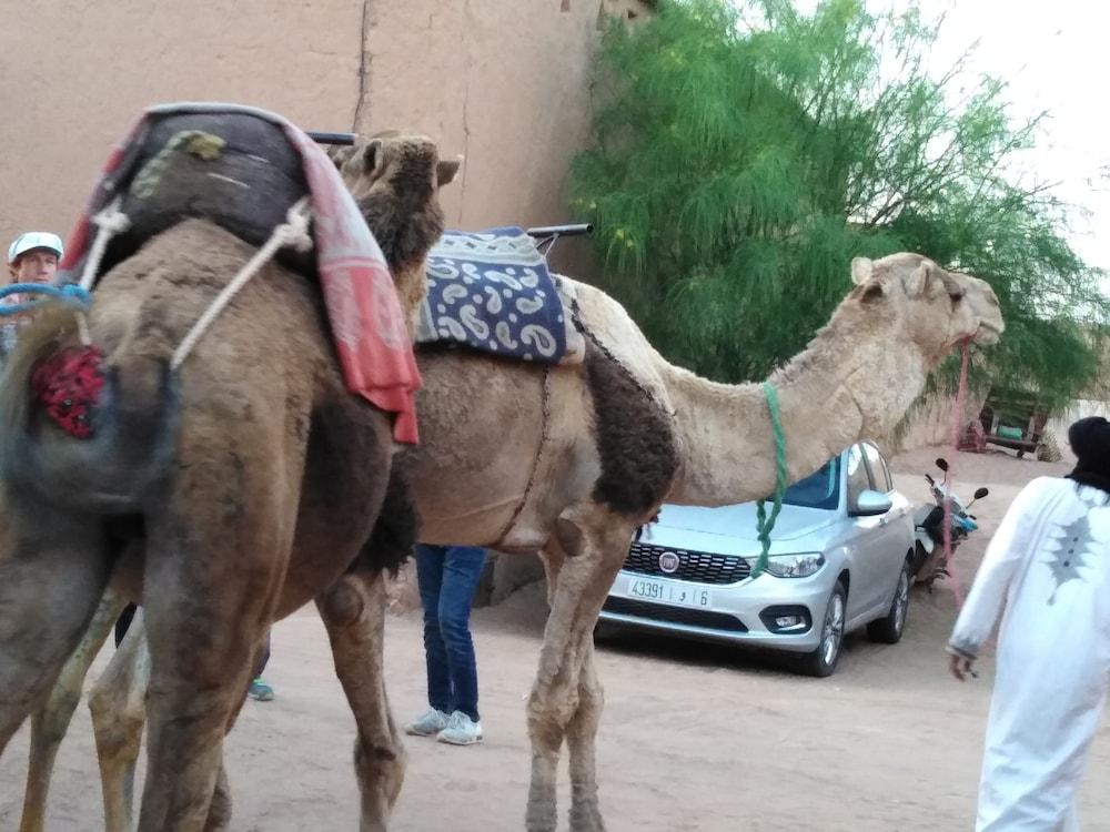 Authentique Riad M'hamid