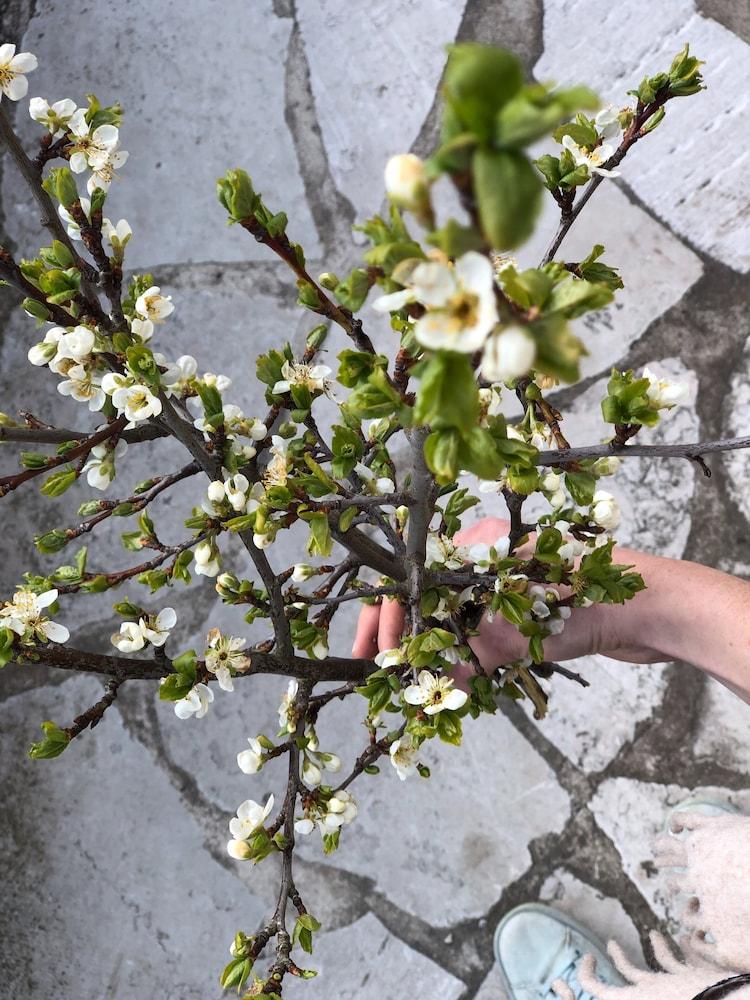 Vandrarhemmet Birkagatan 8