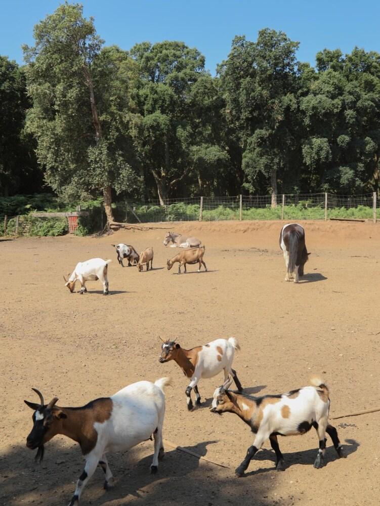 Le Rendez-vous de l'Été
