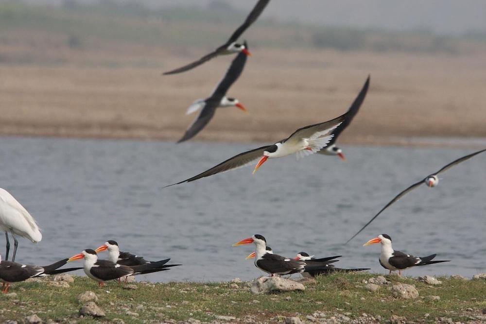 White Mushroom Jungle Cave