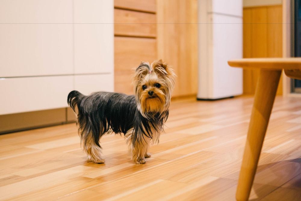 Miro Sanjo Saiin Tei