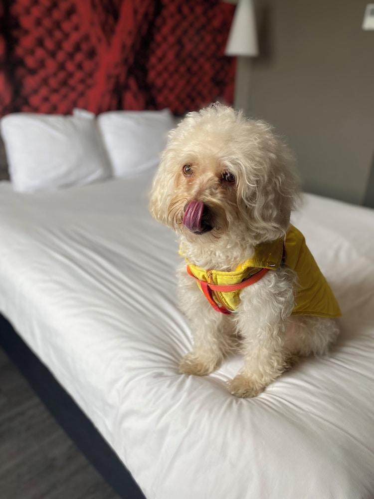 ibis Mexico Tlalnepantla