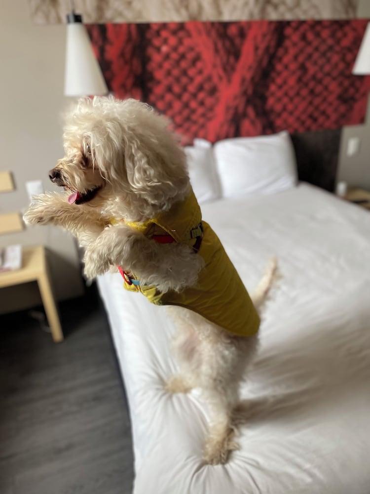 ibis Mexico Tlalnepantla