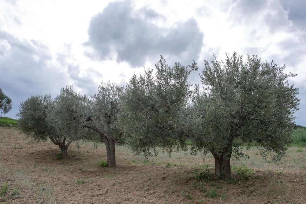 Società Agricola Zucchera S.S.