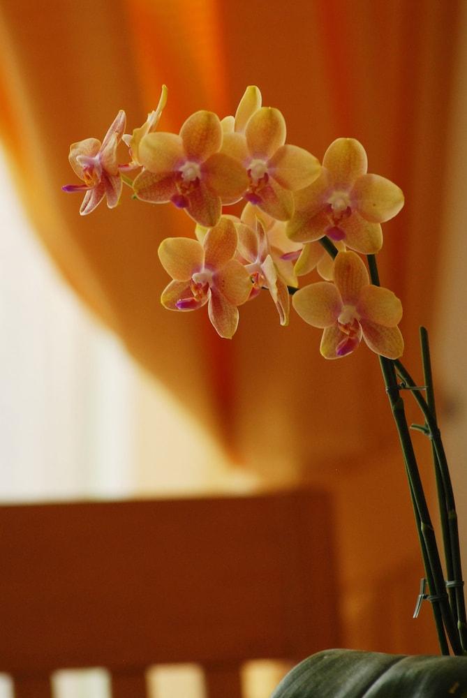 Appartements Tritscher