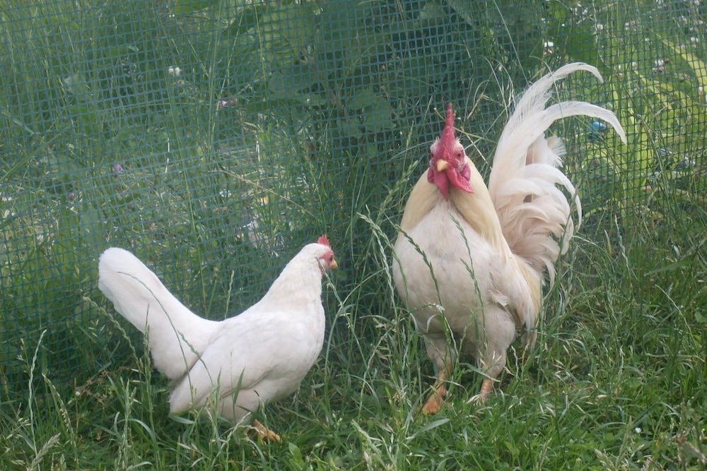 Agritur Col Verde B&B