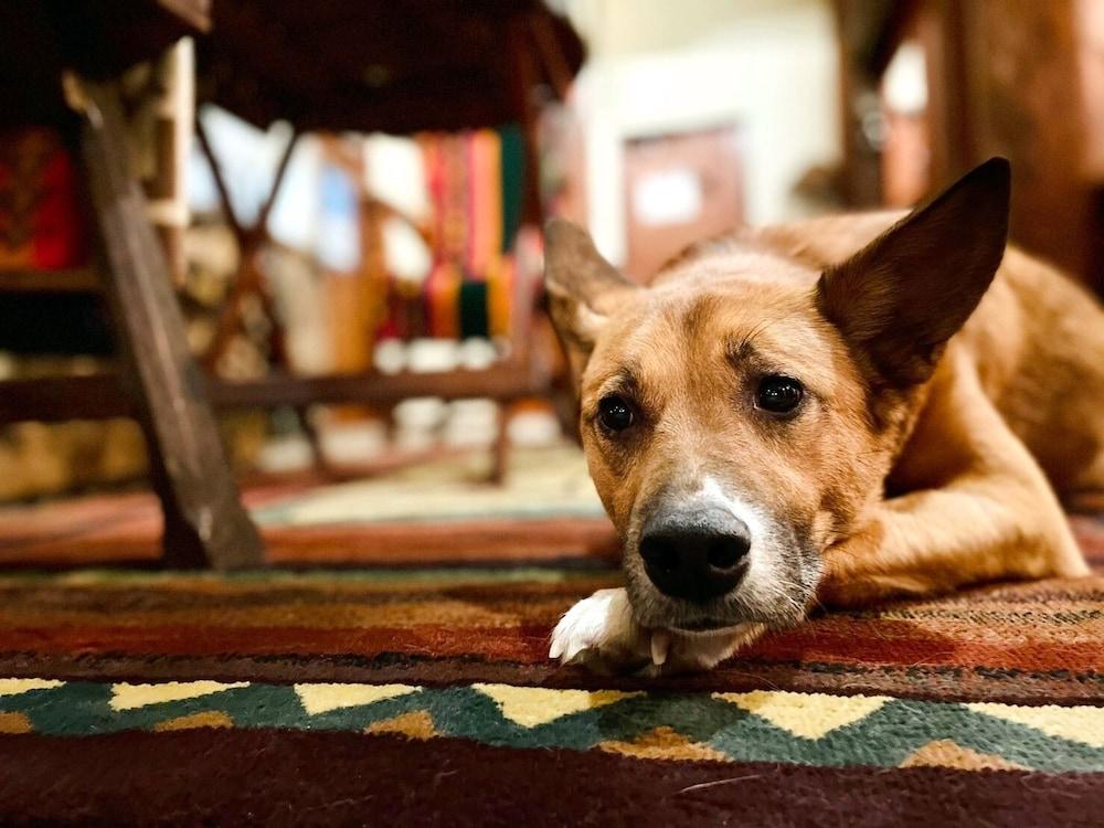 Petit Hotel Kazekozou