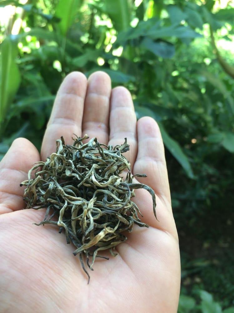 Wawee Strawberry House