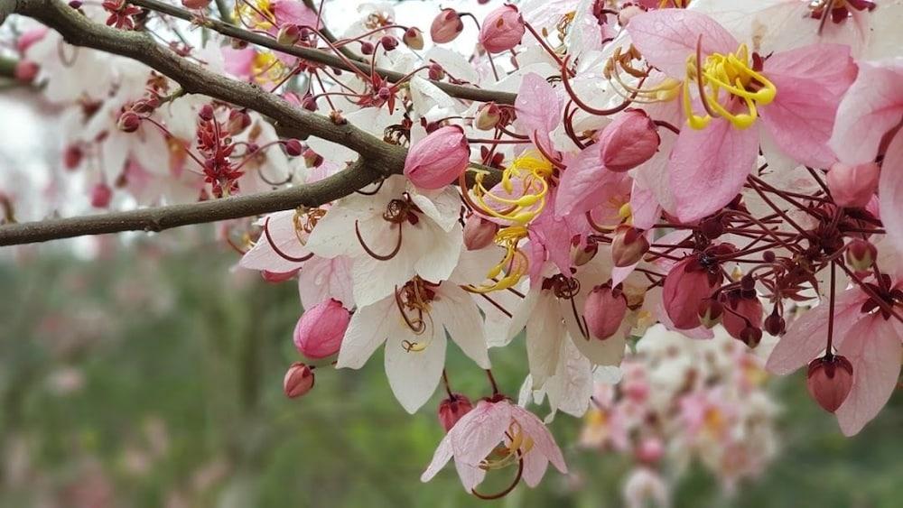 The Tale of Butterfly