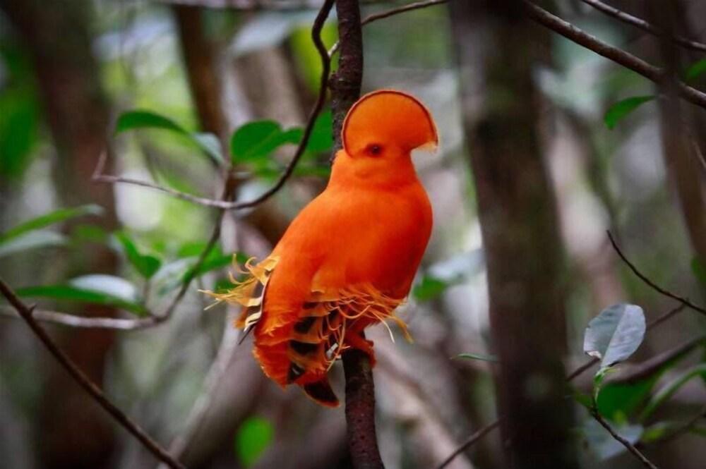 Pousada Aldeia Mari-Mari Amazon Lodge