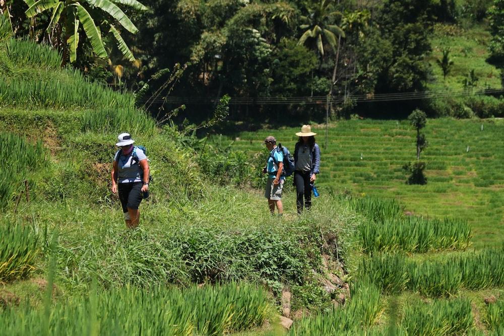 Wild Glamping Knuckles