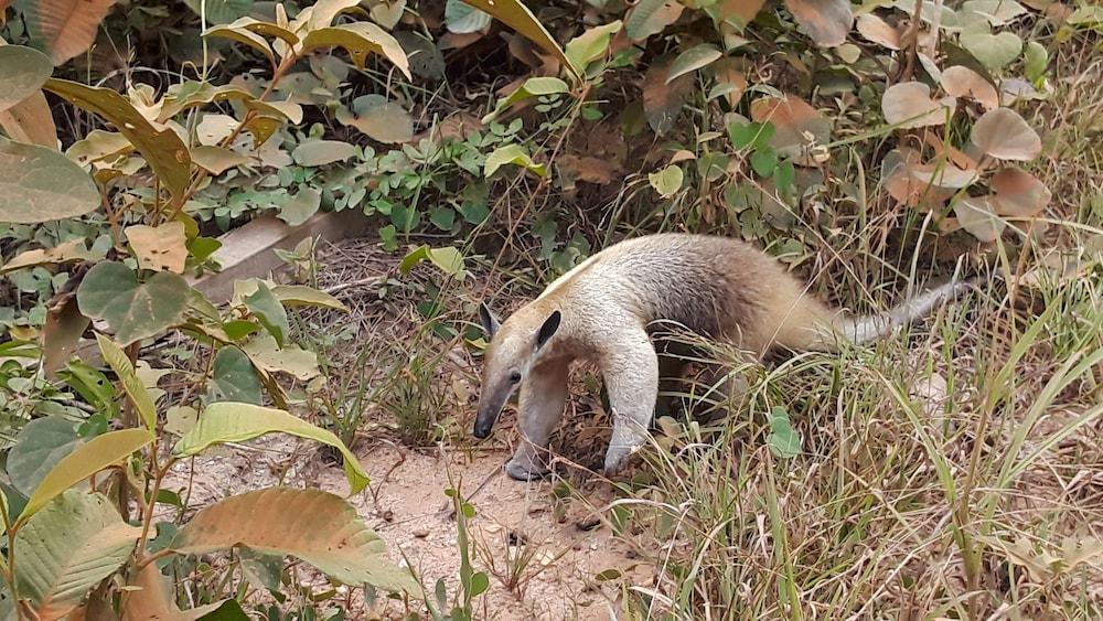 Atta Rainforest Lodge