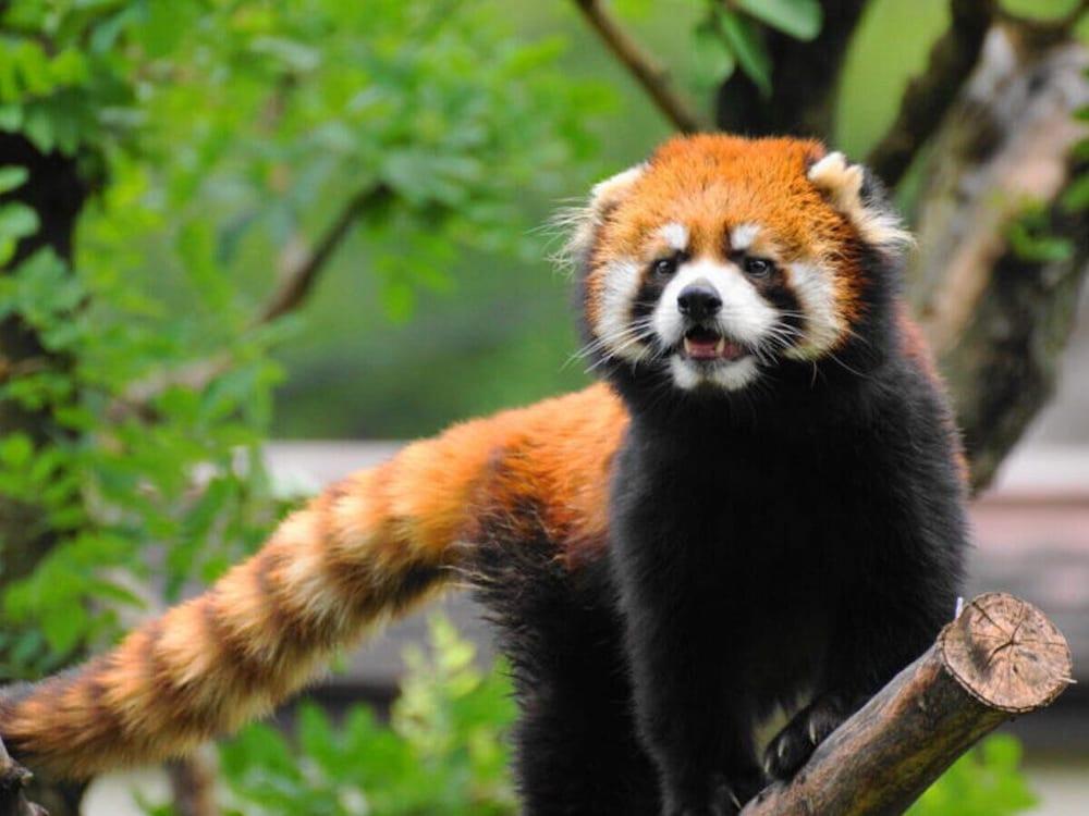 Astil Hotel Juso Precious