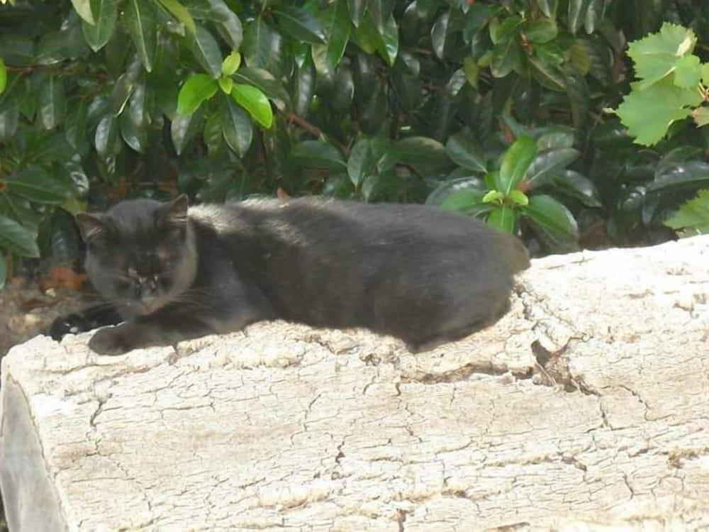 B&B Casa Museo Elio Romano