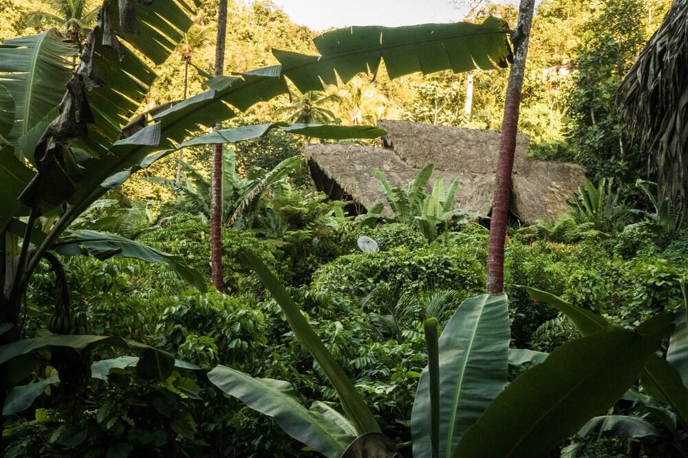 Dominican Tree House